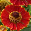 Helenium Poncho